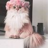 pinkrosedreams